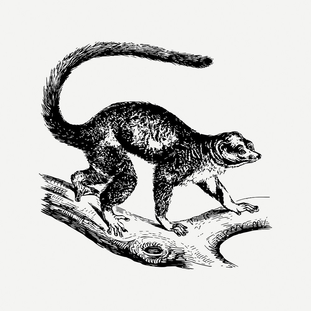 Mongoose lemur clipart, vintage animal illustration psd. Free public domain CC0 image.
