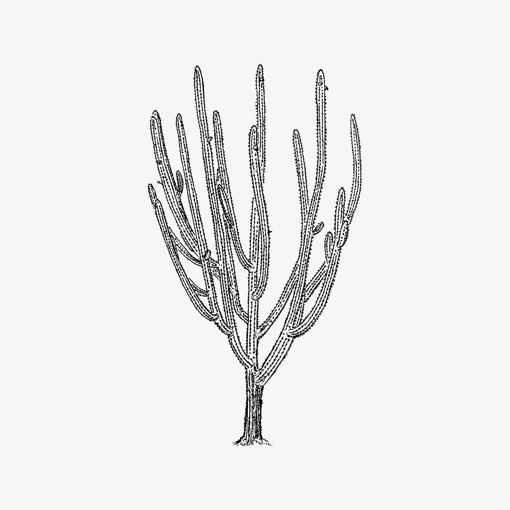 Cactus tree drawing, vintage plant illustration vector. Free public domain CC0 image.