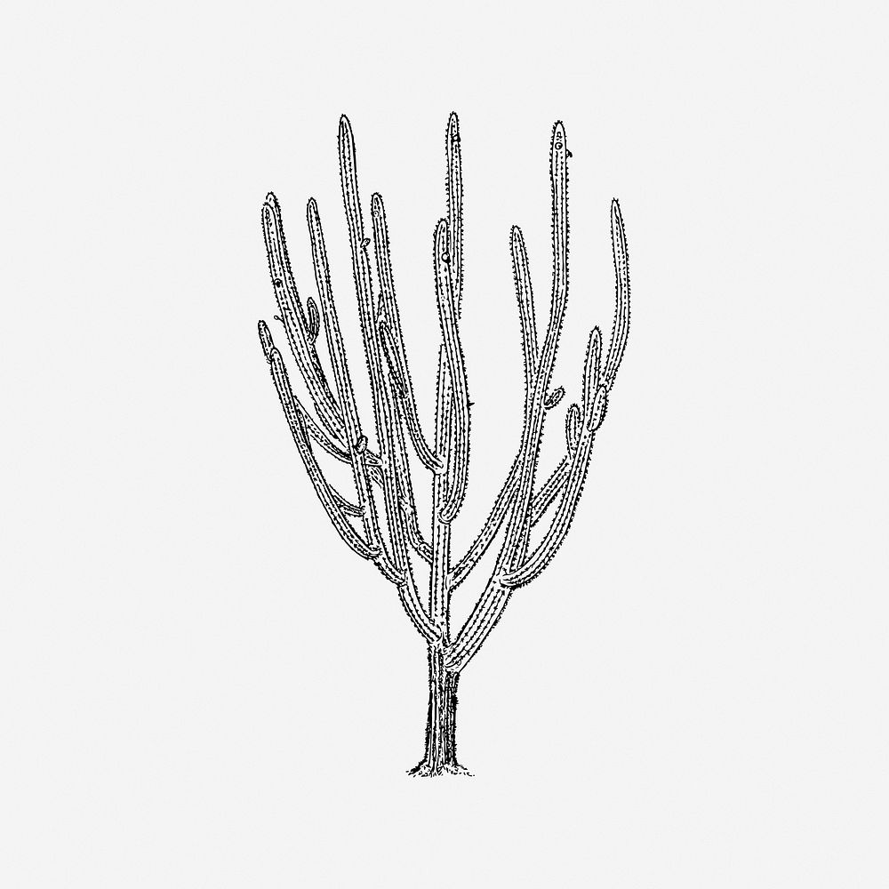 Cactus tree vintage plant illustration. Free public domain CC0 image.