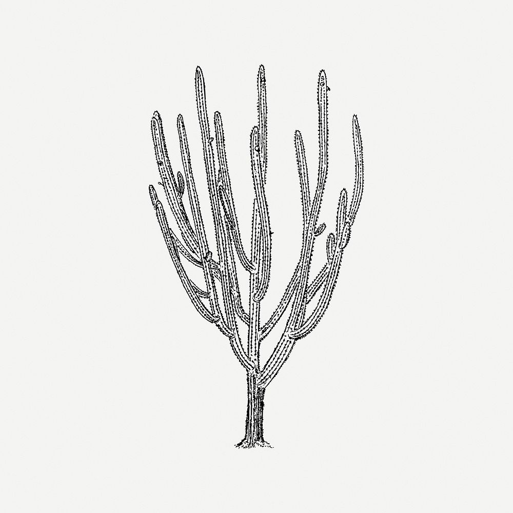 Cactus tree clipart, vintage plant illustration psd. Free public domain CC0 image.
