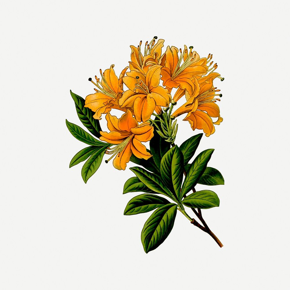 Rhododendron flower clipart, vintage plant illustration psd. Free public domain CC0 image.