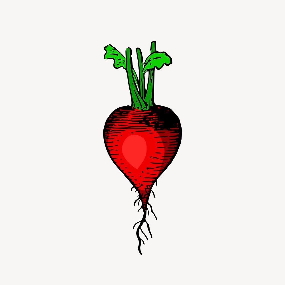 Red radish clipart, vintage vegetable illustration vector. Free public domain CC0 image.