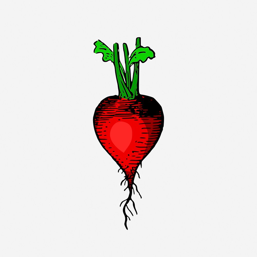 Red radish vintage vegetable illustration. Free public domain CC0 image.