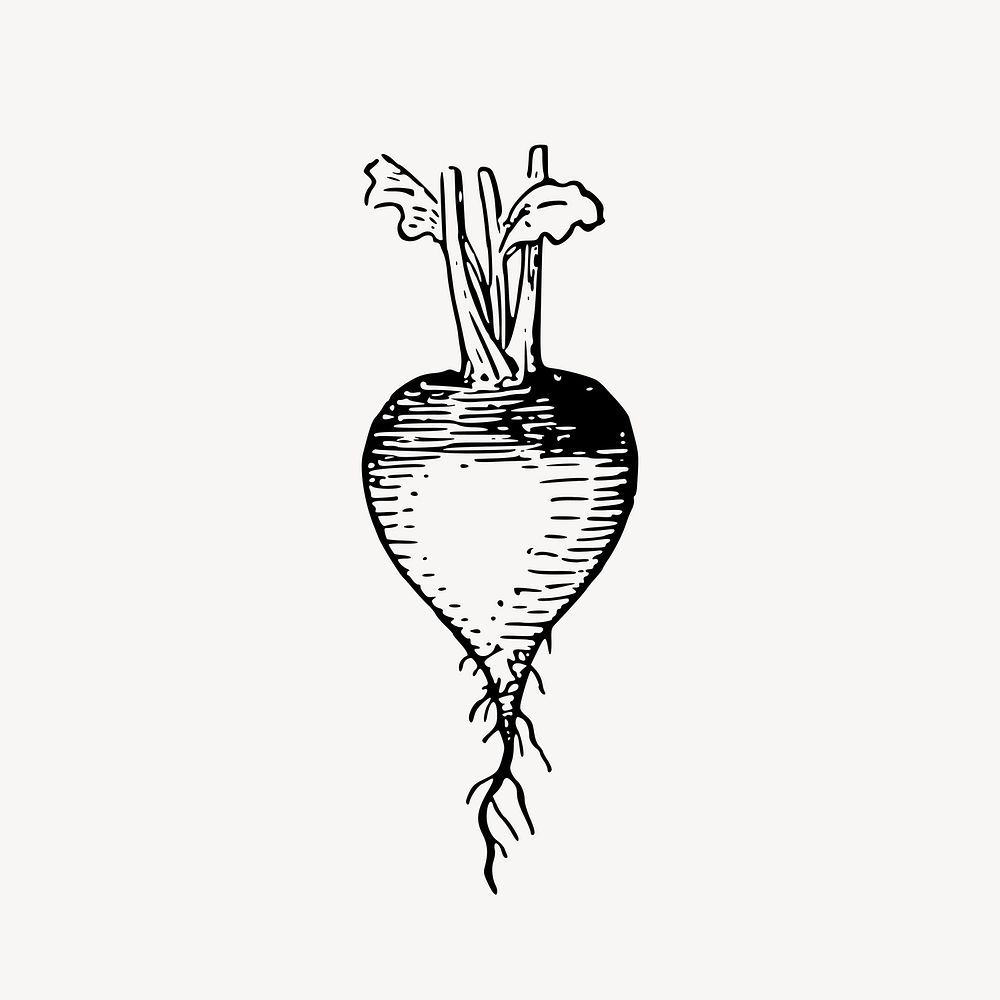 Radish drawing, vintage vegetable illustration vector. Free public domain CC0 image.