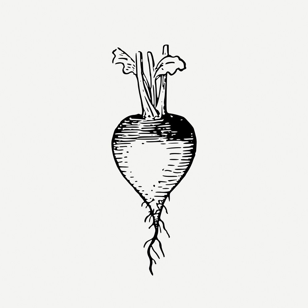 Radish clipart, vintage vegetable illustration psd. Free public domain CC0 image.