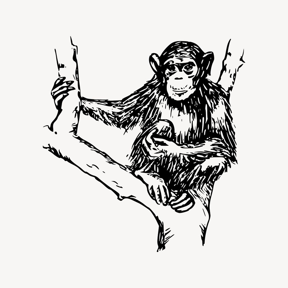 Chimpanzee monkey drawing, vintage animal illustration vector. Free public domain CC0 image.