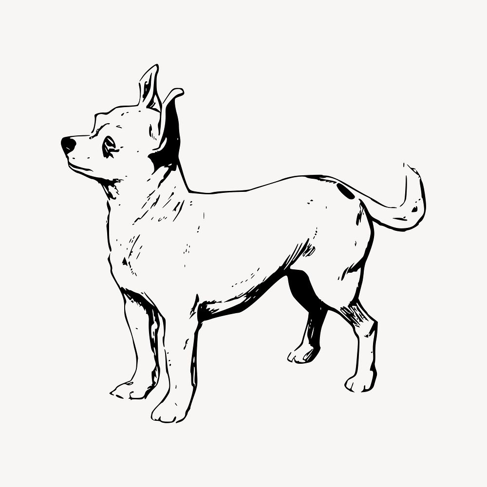Chihuahua dog drawing, vintage animal illustration vector. Free public domain CC0 image.