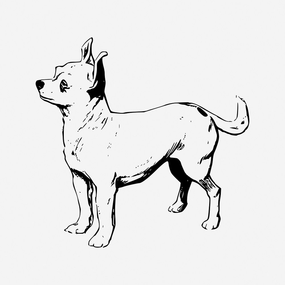 Chihuahua dog vintage animal illustration. Free public domain CC0 image.