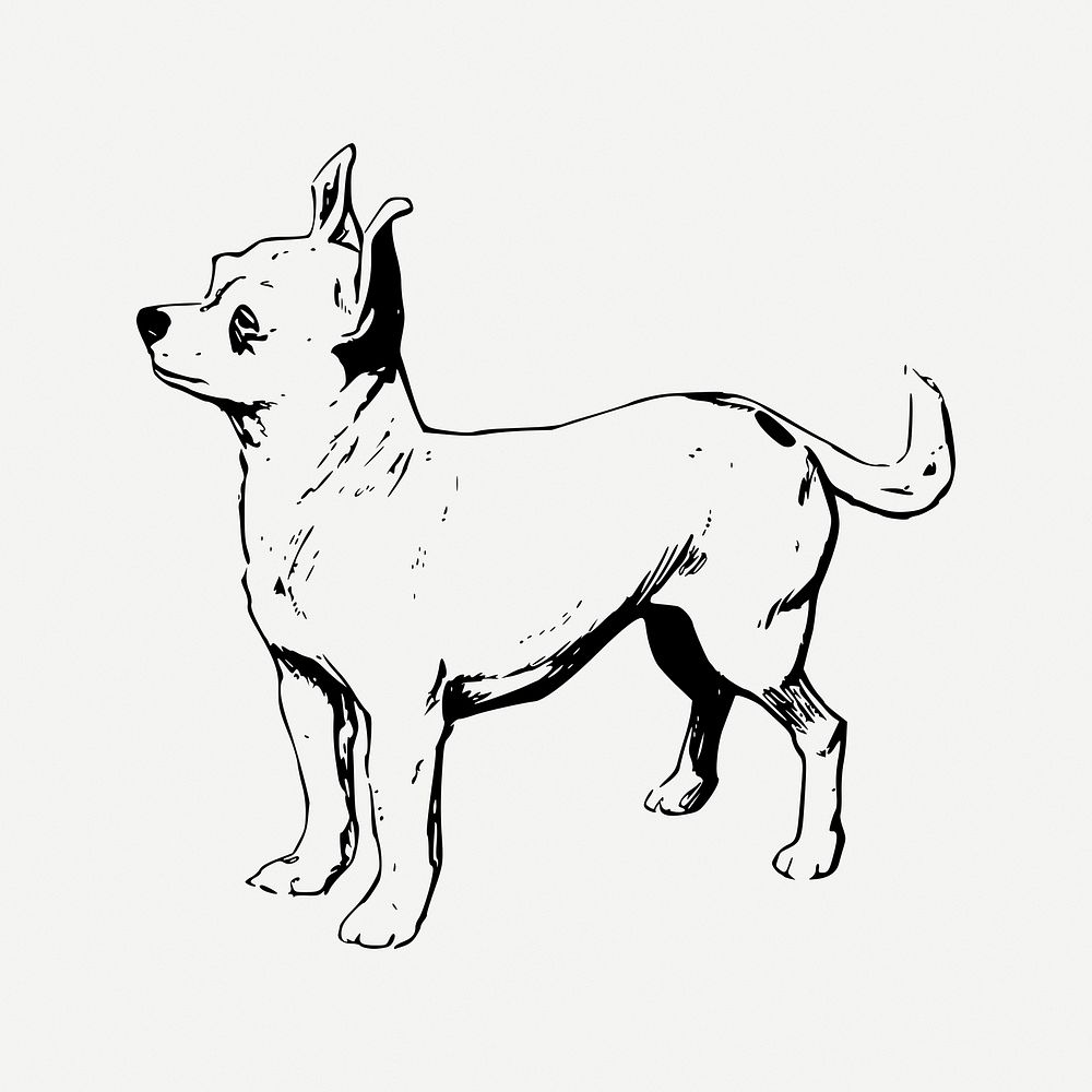 Chihuahua dog clipart, vintage animal illustration psd. Free public domain CC0 image.