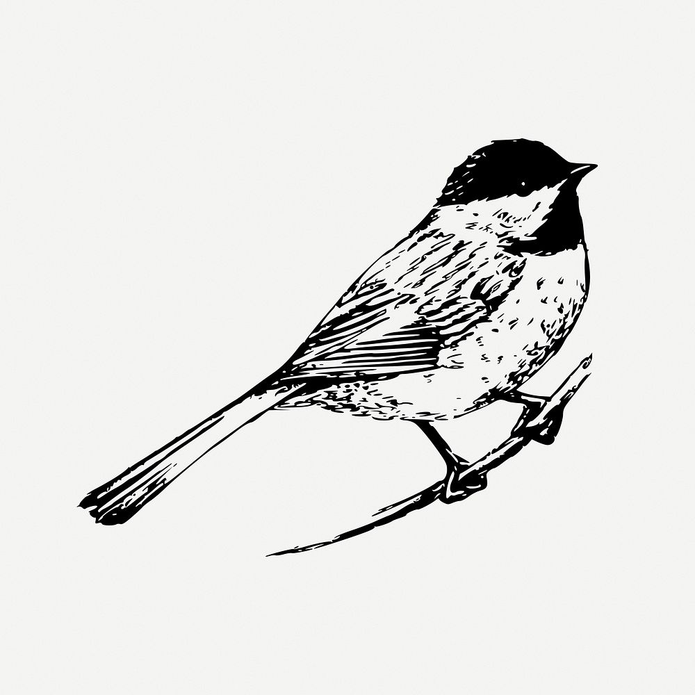 Black-capped chickadee bird clipart, vintage animal illustration psd. Free public domain CC0 image.