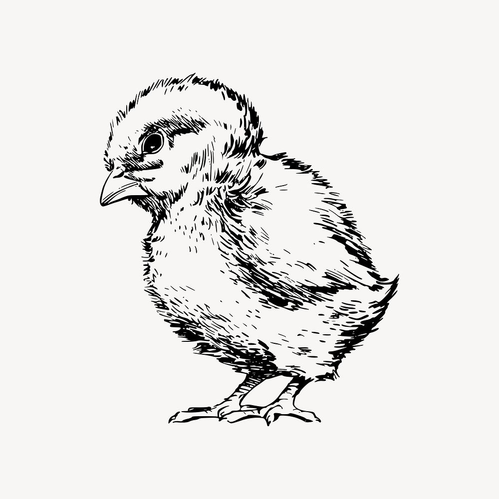 Chick drawing, vintage animal illustration vector. Free public domain CC0 image.