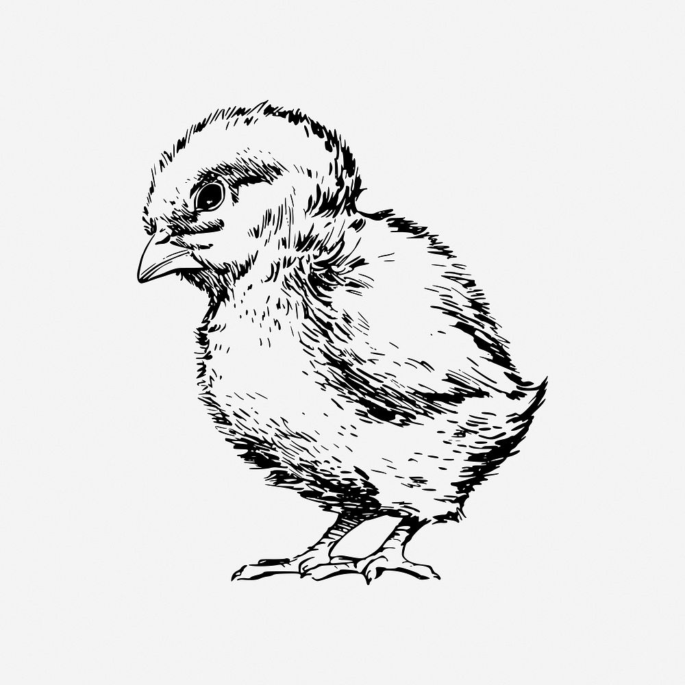 Chick vintage animal illustration. Free public domain CC0 image.