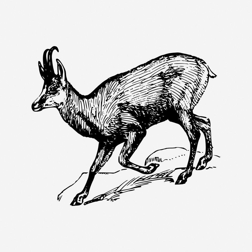 Chamois vintage animal illustration. Free public domain CC0 image.