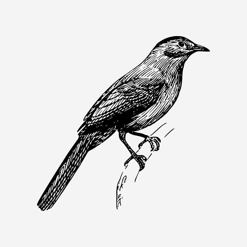 Catbird vintage animal illustration. Free public domain CC0 image.