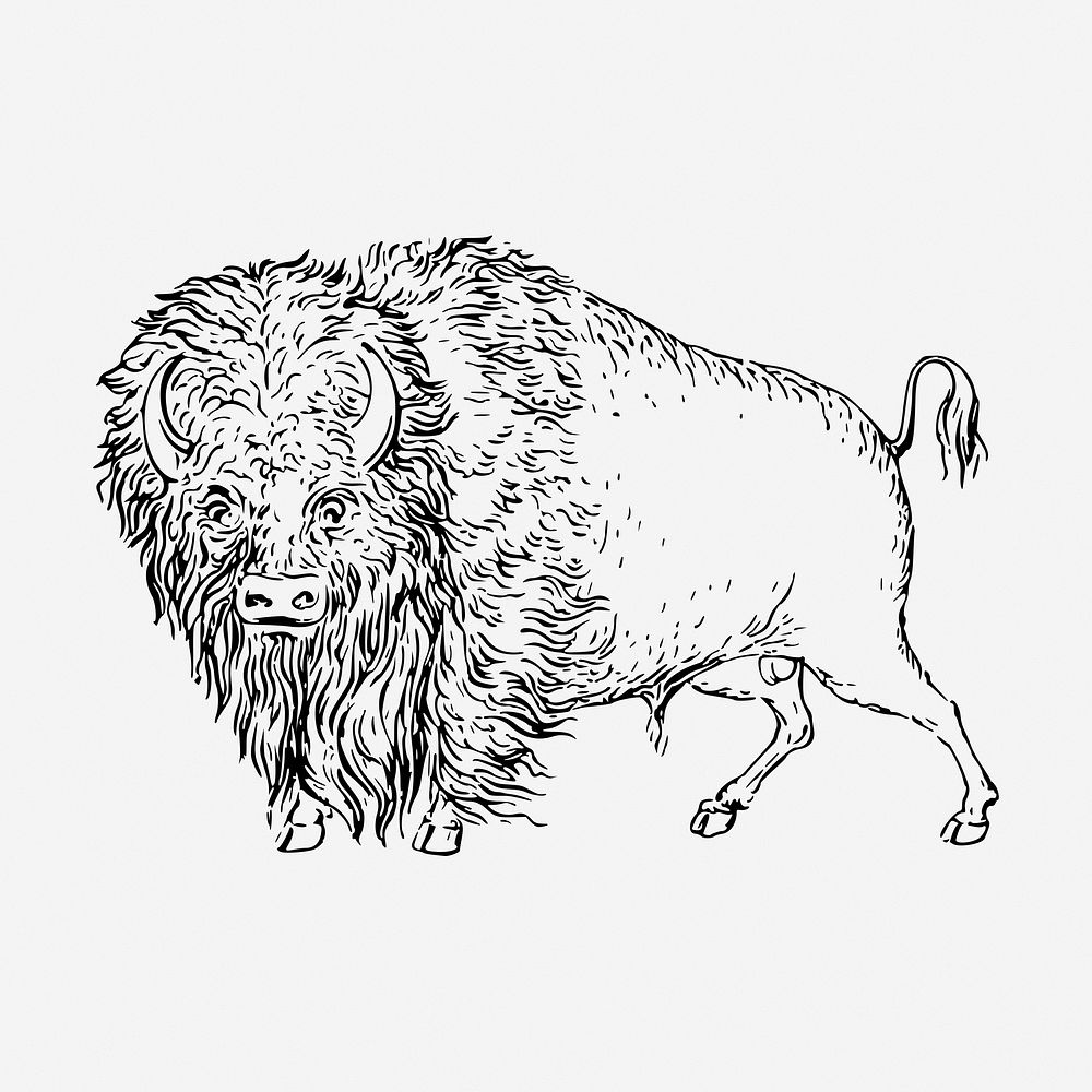 Bison animal vintage illustration. Free public domain CC0 image.