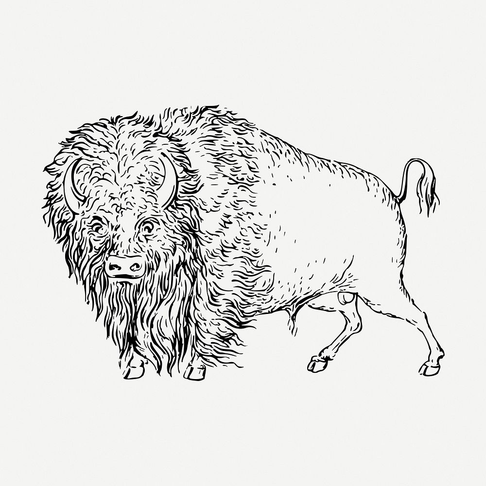 Bison animal drawing, vintage illustration psd. Free public domain CC0 image.