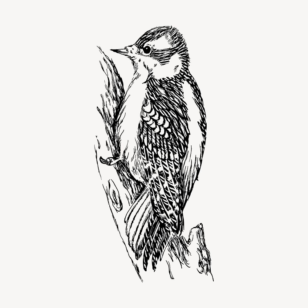 Woodpecker bird clipart, vintage hand drawn vector. Free public domain CC0 image.