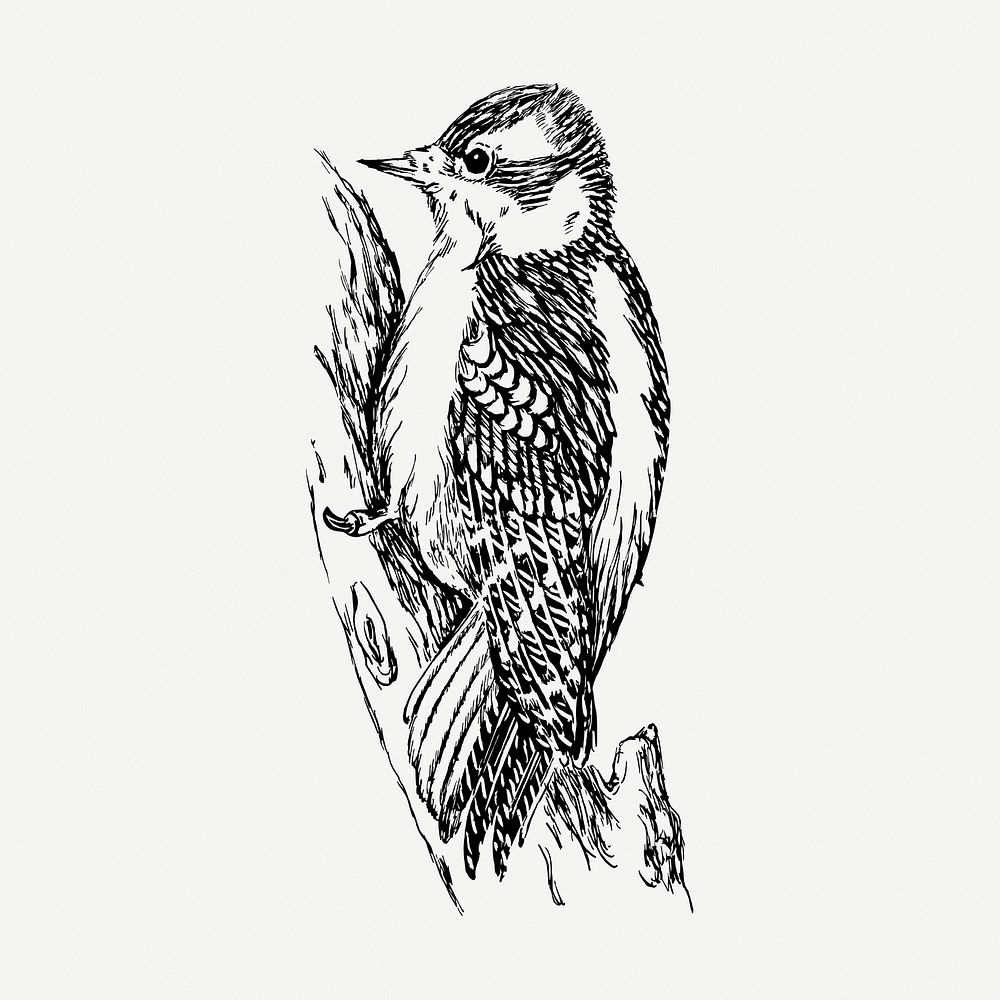 Woodpecker bird drawing, vintage illustration psd. Free public domain CC0 image.