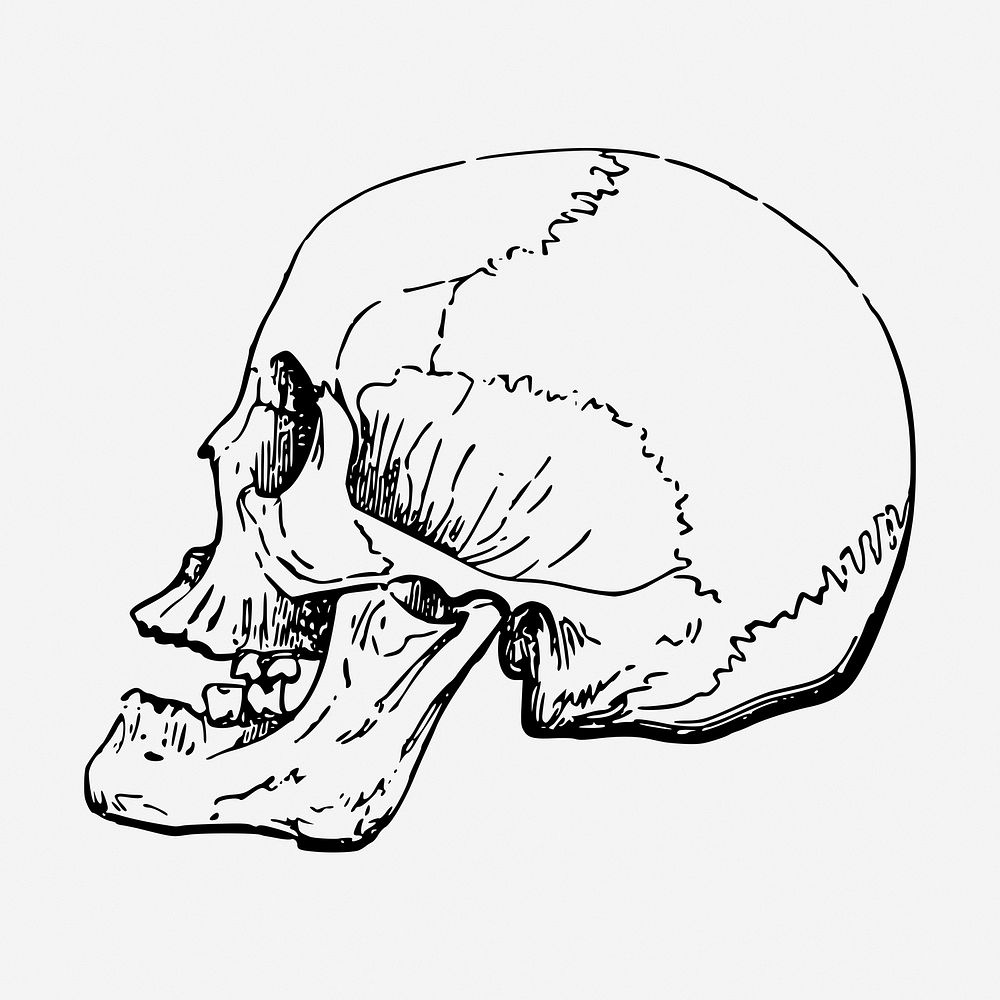 Human skull vintage illustration. Free public domain CC0 image.