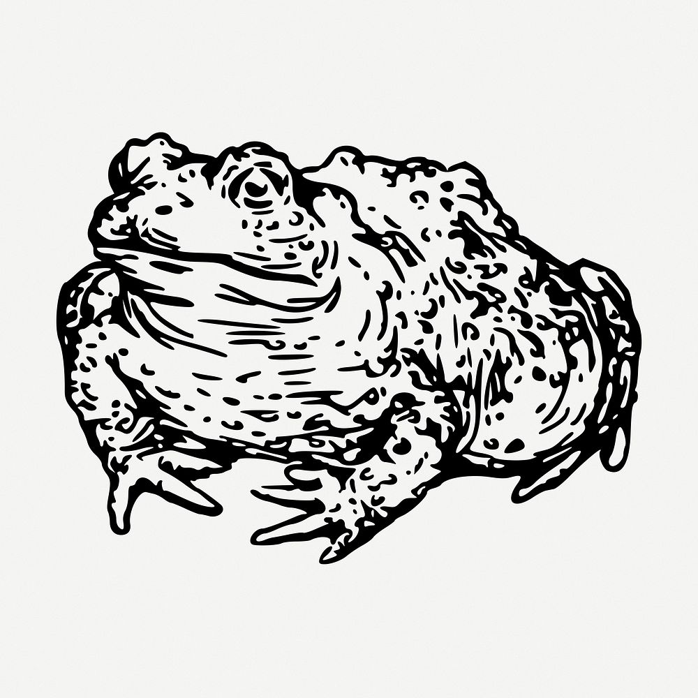 Warty toad drawing, vintage illustration psd. Free public domain CC0 image.