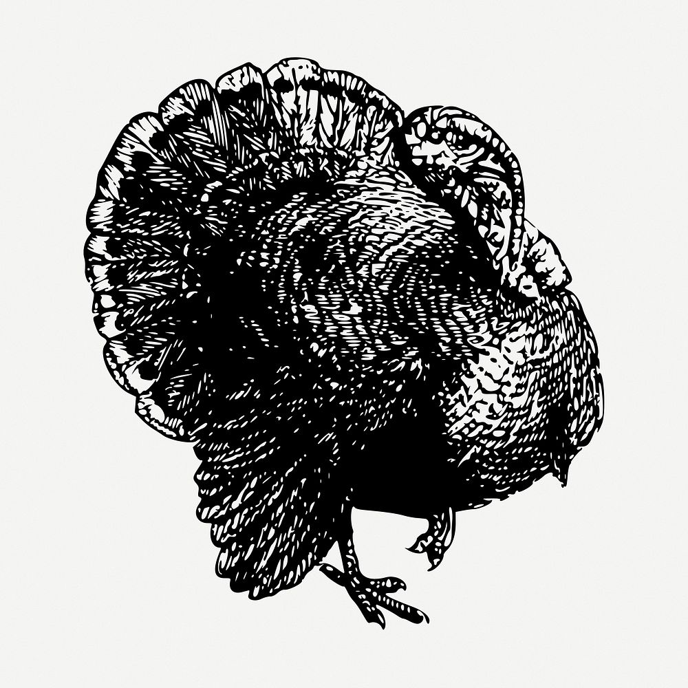 Turkey bird drawing, vintage illustration psd. Free public domain CC0 image.