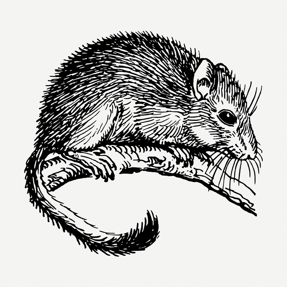 Cute dormouse drawing, vintage illustration psd. Free public domain CC0 image.