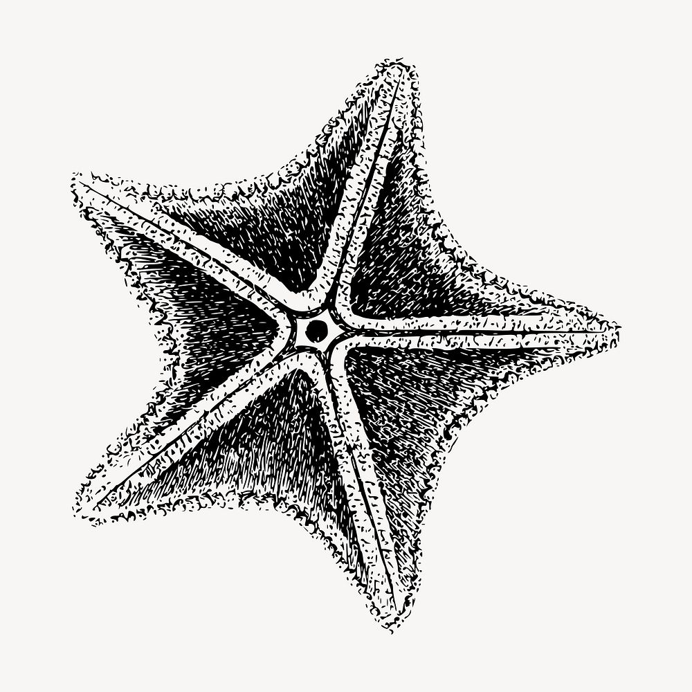 Starfish clipart, vintage hand drawn vector. Free public domain CC0 image.
