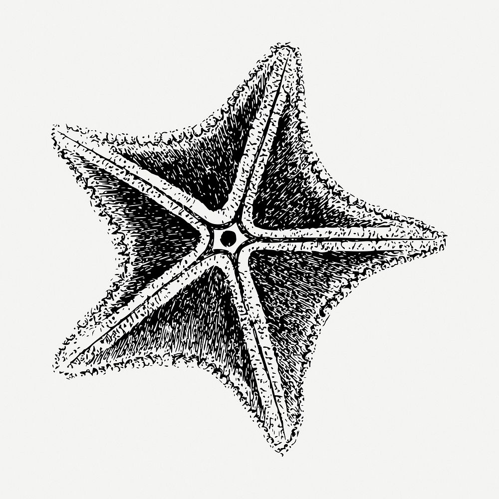 Starfish drawing, vintage illustration psd. Free public domain CC0 image.