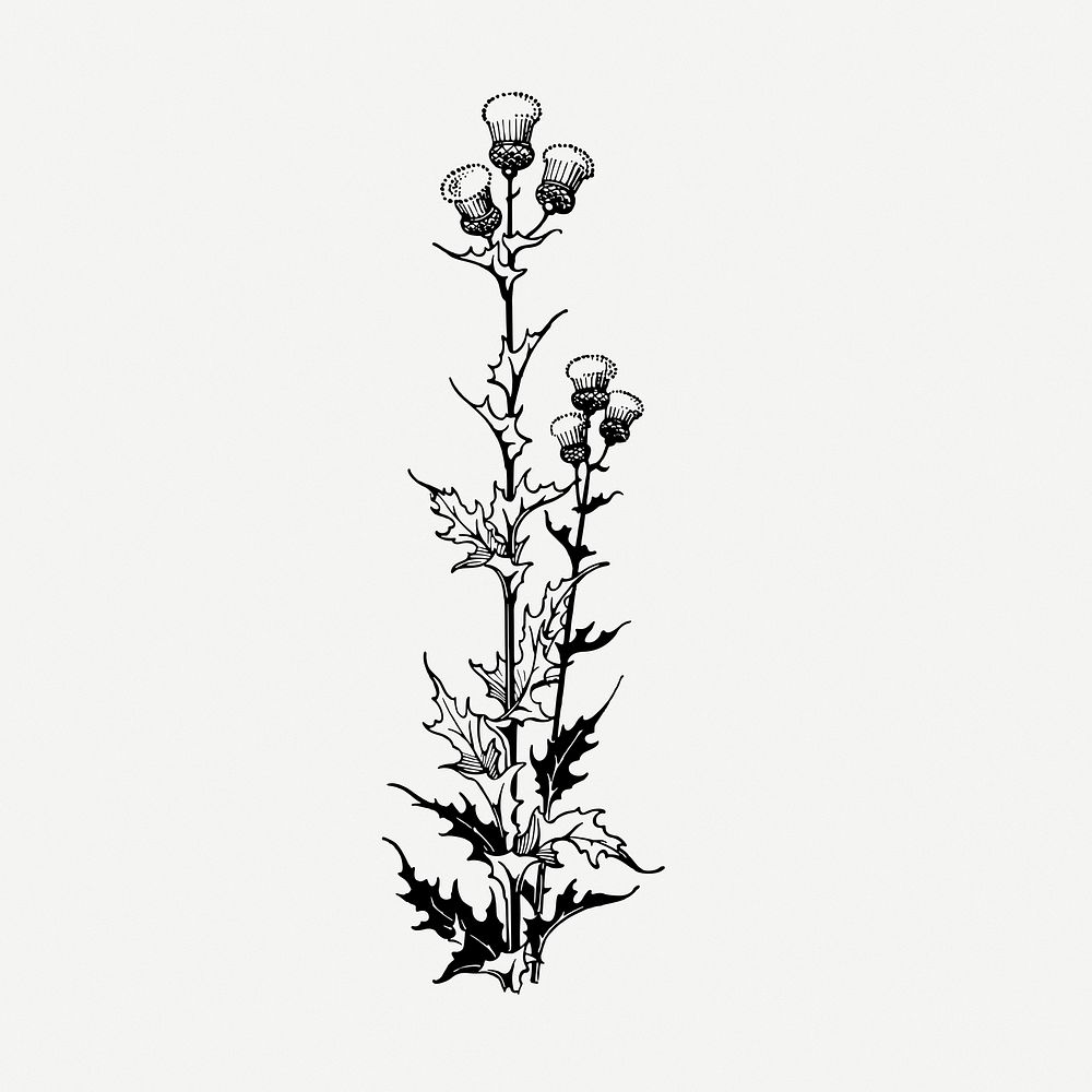 Thistle flower drawing, vintage illustration psd. Free public domain CC0 image.