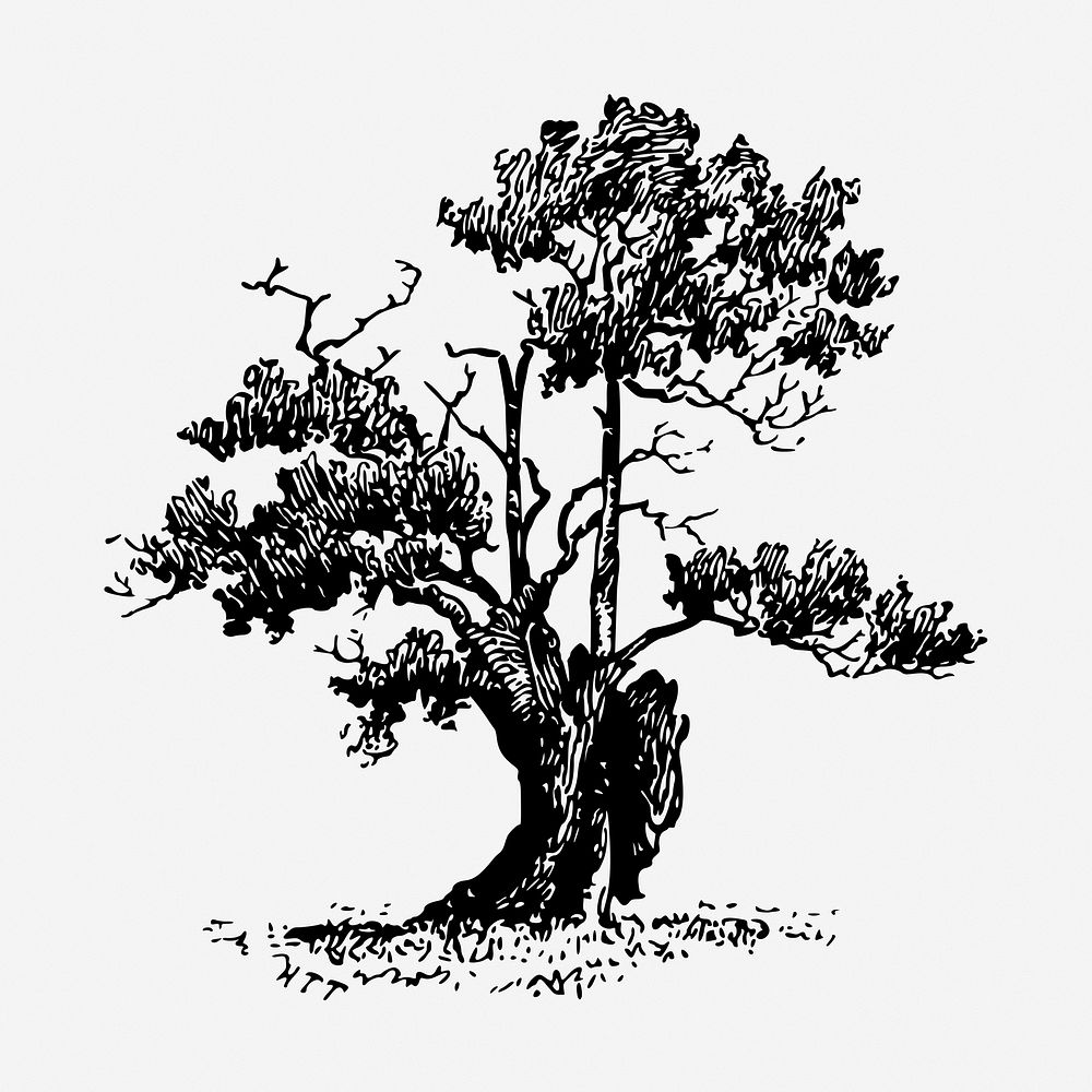 Sparse tree vintage illustration. Free public domain CC0 image.