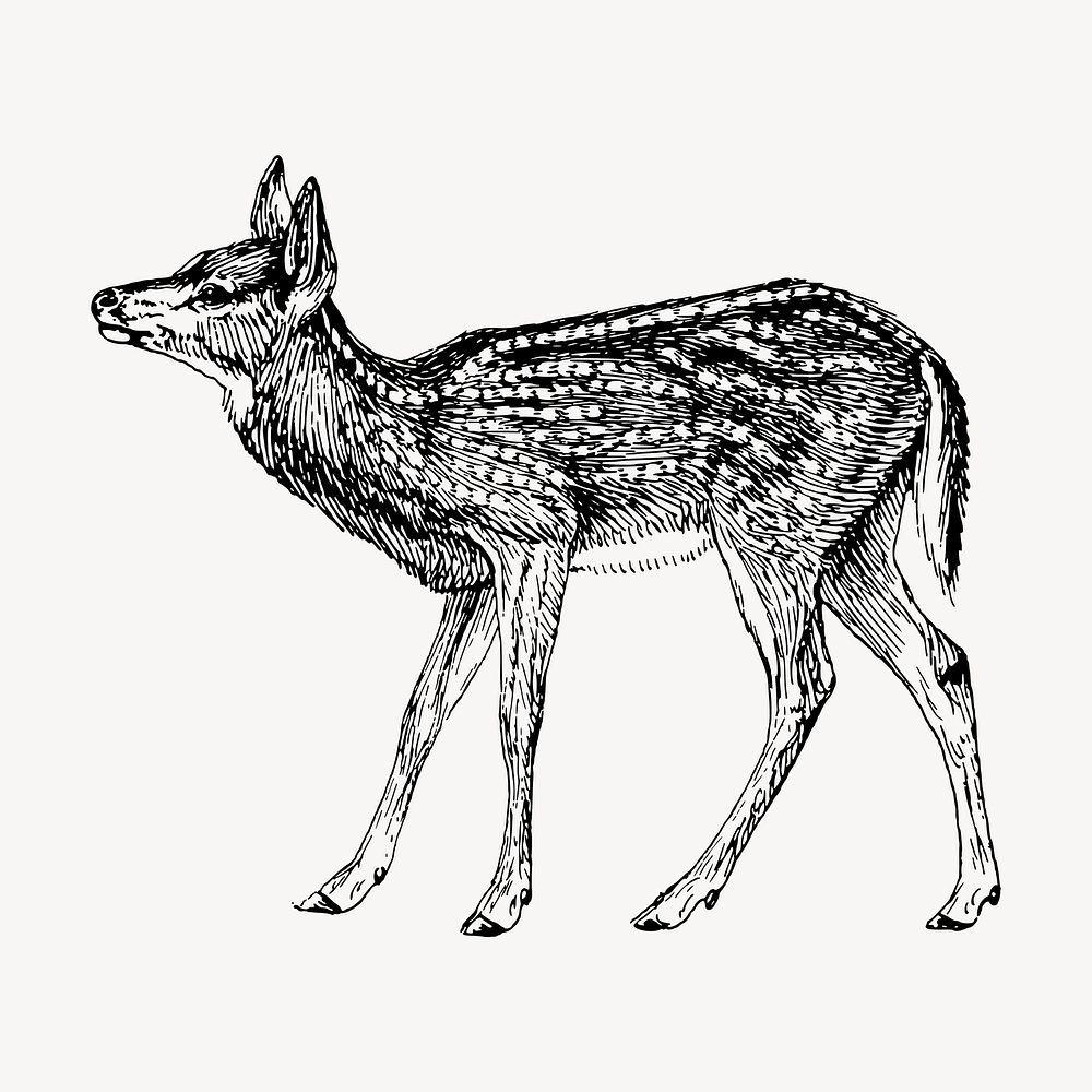 Deer fawn clipart, vintage hand drawn vector. Free public domain CC0 image.