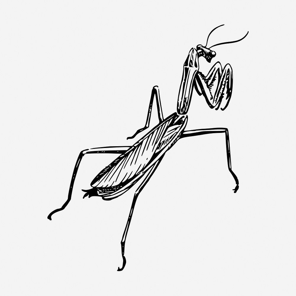 Praying mantis vintage illustration. Free public domain CC0 image.