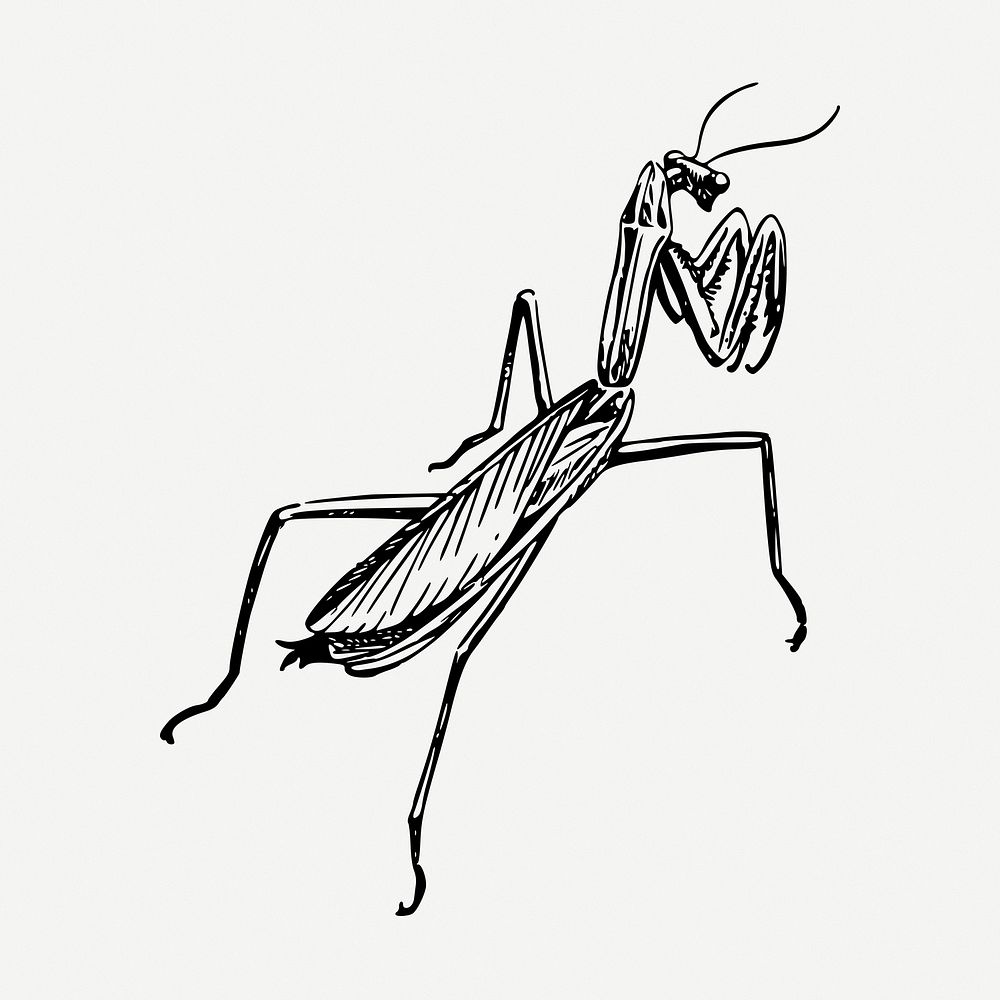 Praying mantis drawing, vintage illustration psd. Free public domain CC0 image.