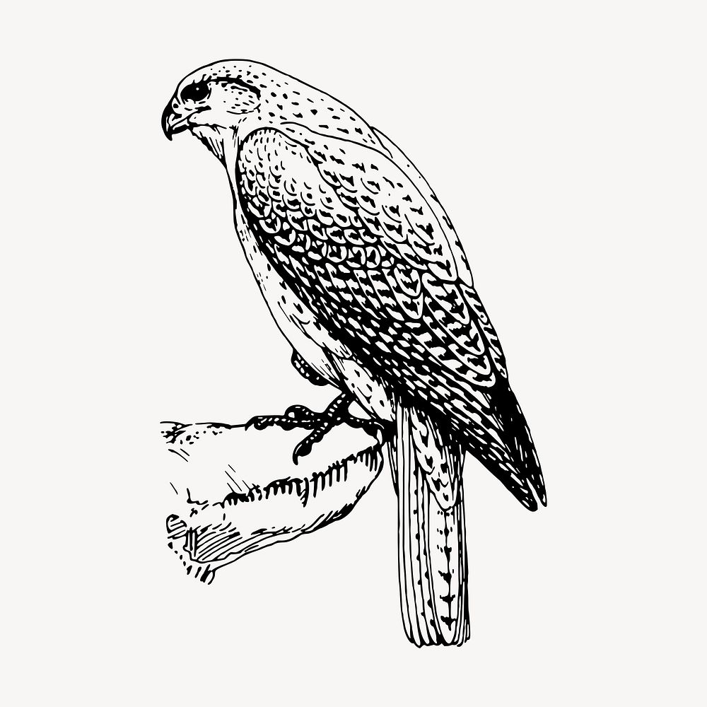 Falcon bird clipart, vintage hand drawn vector. Free public domain CC0 image.