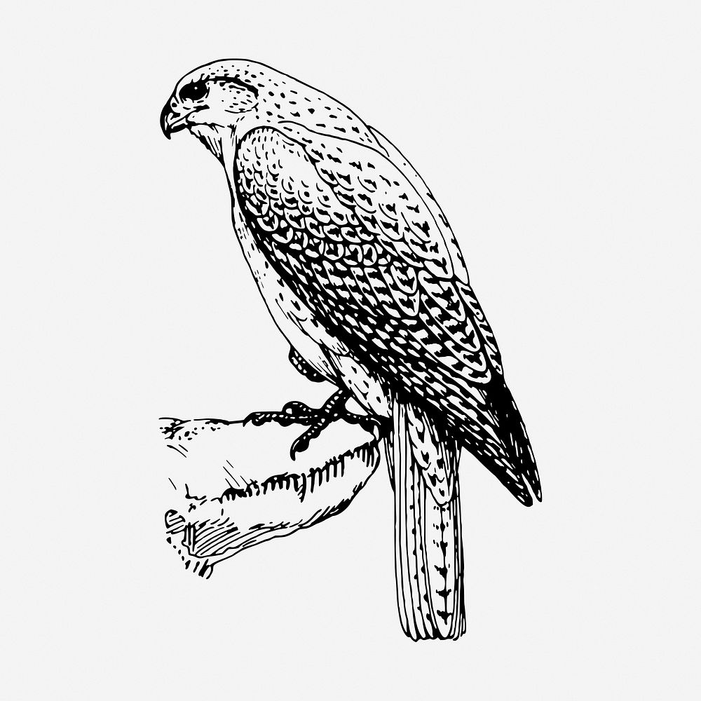 Falcon bird vintage illustration. Free public domain CC0 image.