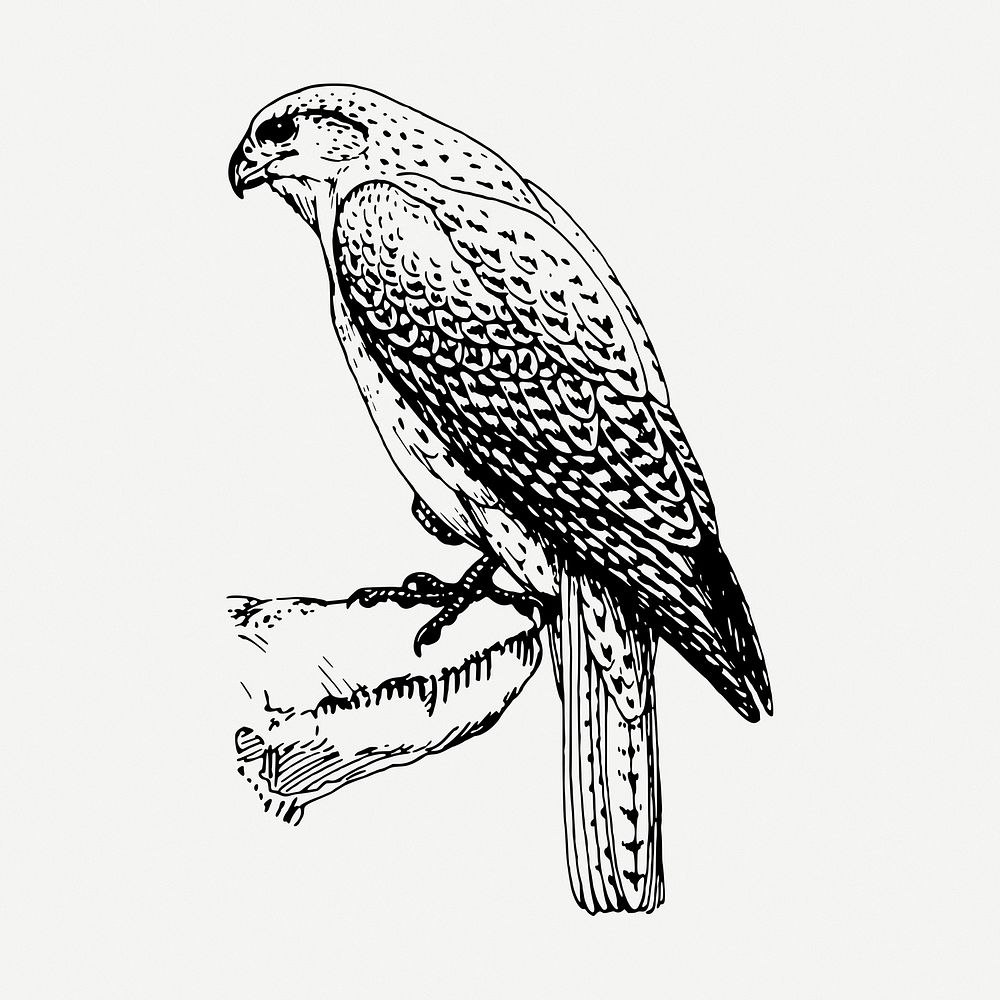 Falcon bird drawing, vintage illustration psd. Free public domain CC0 image.