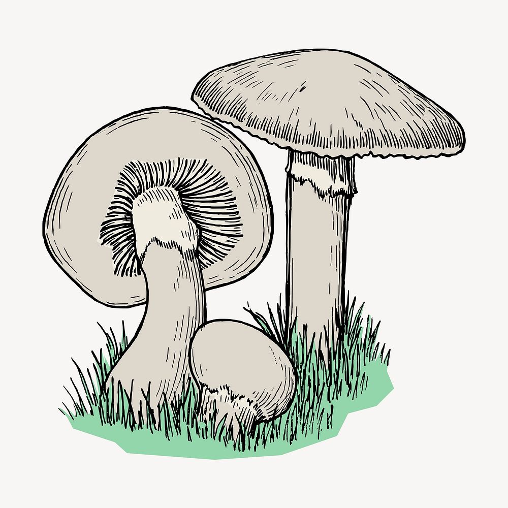 Colored mushrooms clipart, vintage hand drawn vector. Free public domain CC0 image.