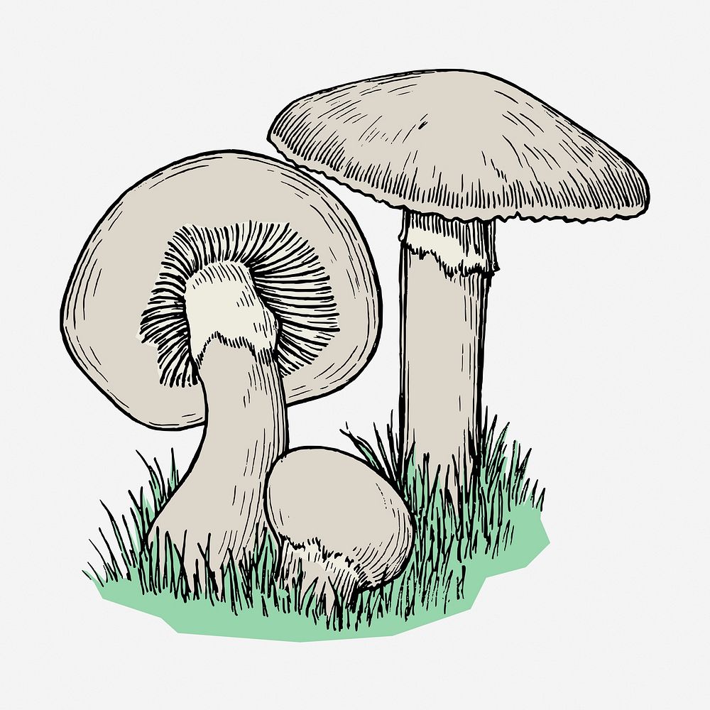 Colored mushrooms vintage illustration. Free public domain CC0 image.
