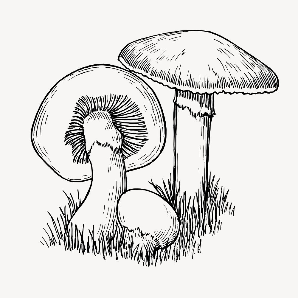 Mushrooms clipart, vintage hand drawn vector. Free public domain CC0 image.
