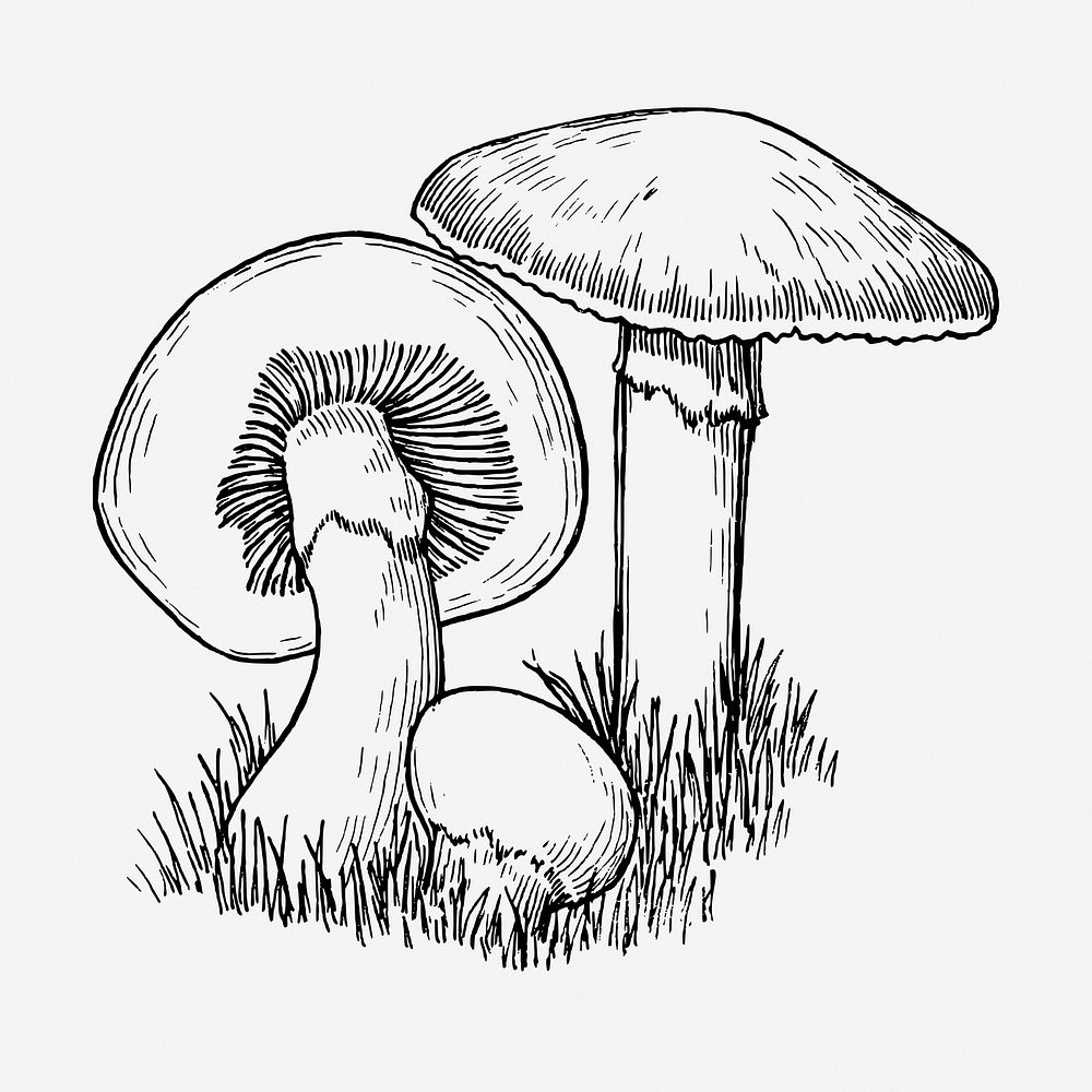 Mushrooms vintage illustration. Free public domain CC0 image.