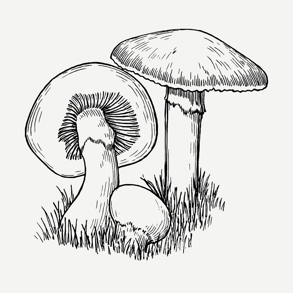 Mushrooms drawing, vintage illustration psd. Free public domain CC0 image.