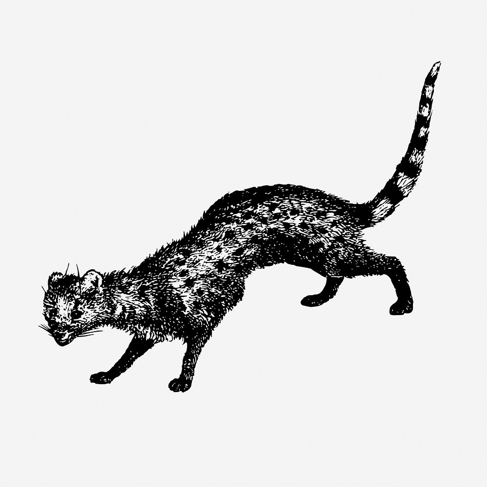Civet animal vintage illustration. Free public domain CC0 image.