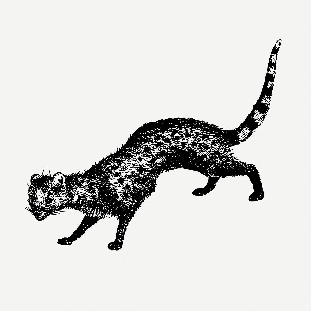 Civet animal drawing, vintage illustration psd. Free public domain CC0 image.