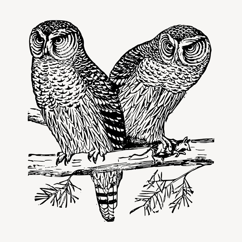 Two owls clipart, vintage hand drawn vector. Free public domain CC0 image.