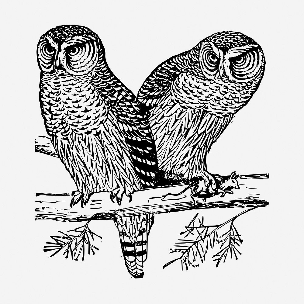 Two owls vintage illustration. Free public domain CC0 image.