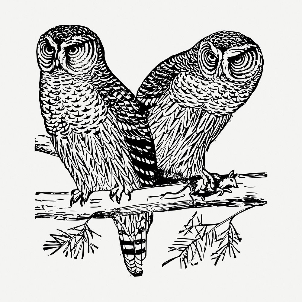 Two owls drawing, vintage illustration psd. Free public domain CC0 image.