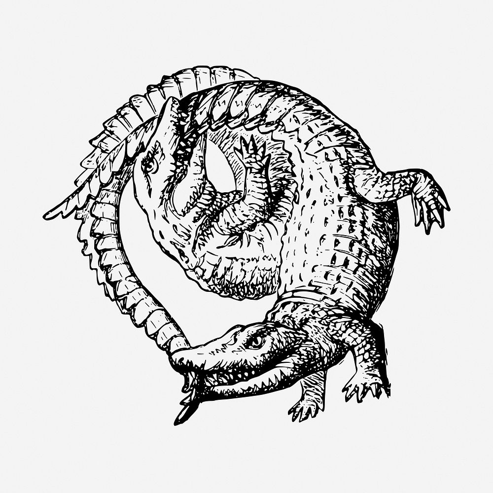 Two crocodiles vintage illustration. Free public domain CC0 image.