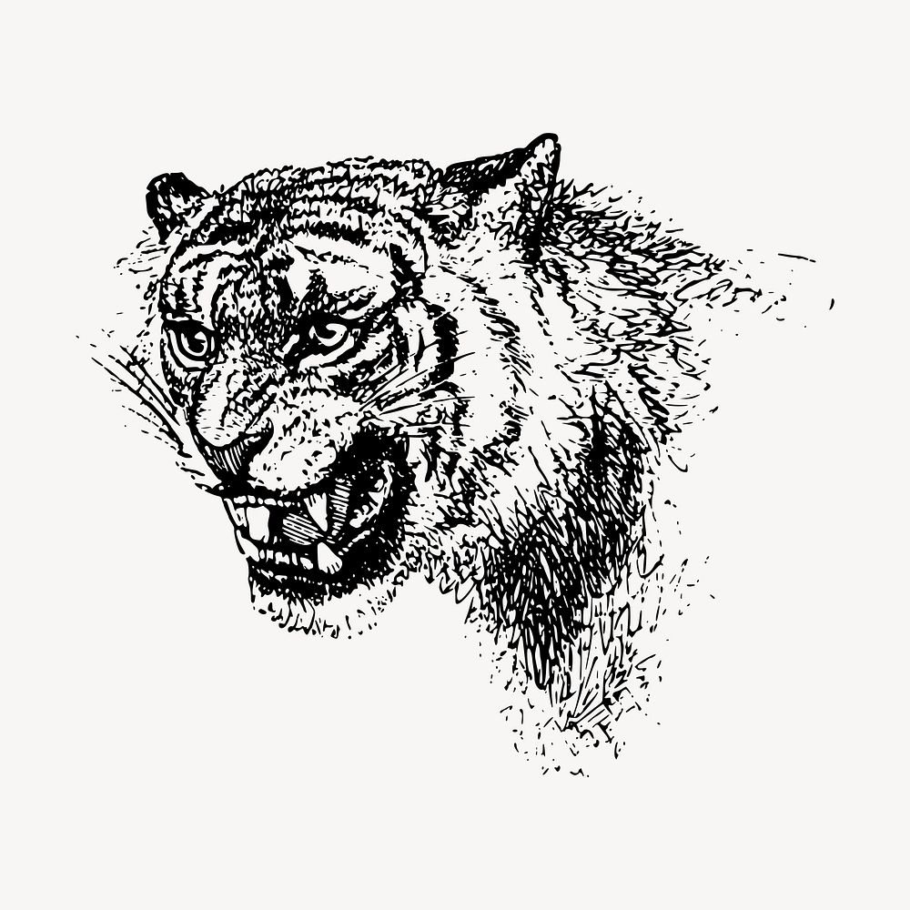 Roaring tiger clipart, vintage hand drawn vector. Free public domain CC0 image.