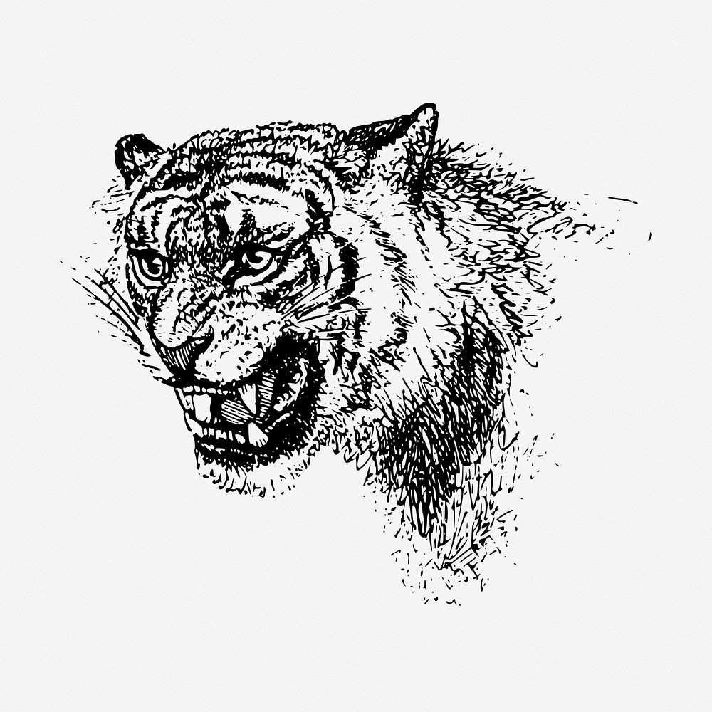 Roaring tiger vintage illustration. Free public domain CC0 image.