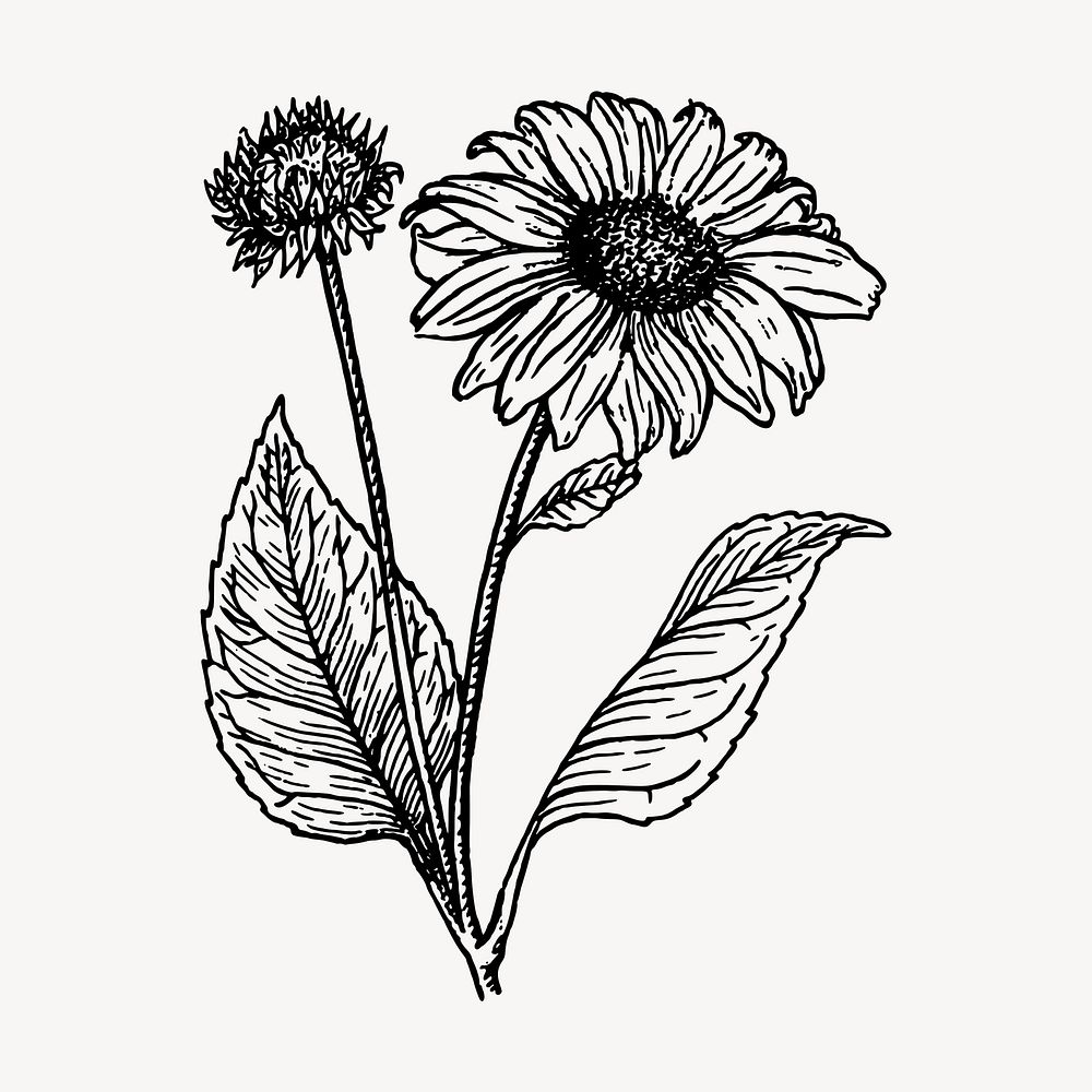 Sunflower clipart, vintage hand drawn vector. Free public domain CC0 image.